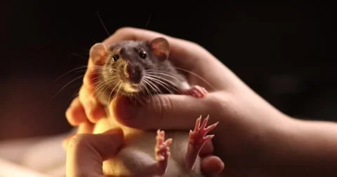 Gray hand rat Dumbo in the hands of a man. Domestic calm Pet, close-up. massa Stock Footage 303348558