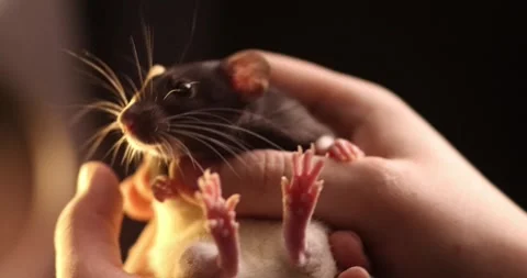 Gray hand rat Dumbo in the hands of a man. Domestic calm Pet, close-up. massa 動画素材 303348654