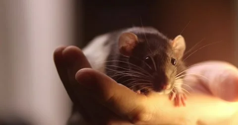 Gray hand rat Dumbo in the hands of a man. Domestic calm Pet, close-up. massa Stock Footage 303348657
