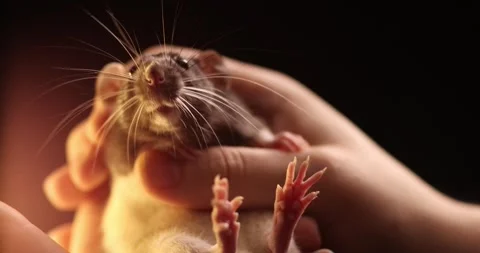 Gray hand rat Dumbo in the hands of a man. Domestic calm Pet, close-up. massa Stock Footage 303348819