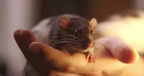 Gray hand rat Dumbo in the hands of a man. Domestic calm Pet, close-up. massa Stock Footage 303349433