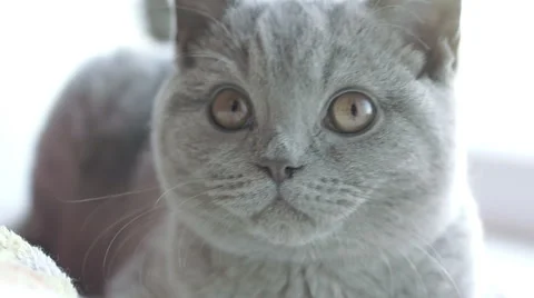 Gray handsome cat closely watching Video stock 44497603