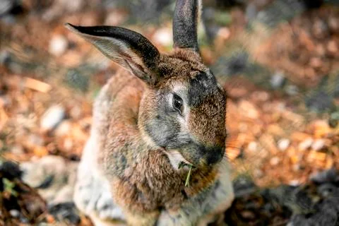 Gray hare in green grass. Stock Photos