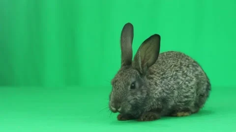Gray hare sniffing a green screen Stock Footage 63820530