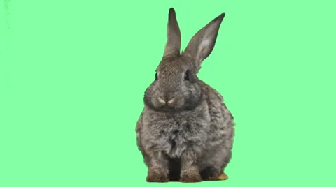 Gray hare talking on a green screen Stock-Footage 63820551