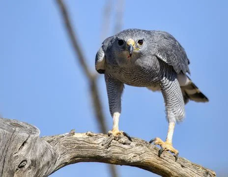 Gray Hawk (Buteo plagiatus) Stock Photos