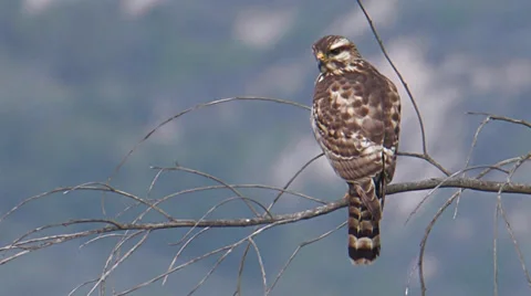 Gray Hawk Stock Footage 35194420