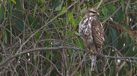 Gray Hawk Stock Footage 35194431