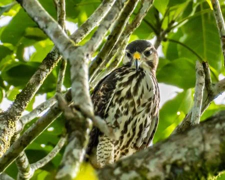 Gray Hawk Juvenile  Stock Photos