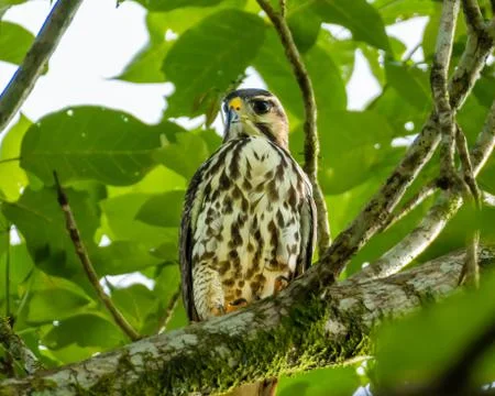 Gray Hawk Juvenile  Stock Photos