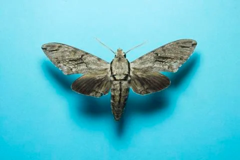 Gray Hawk Moth (Psilogramma menephron) Stock Photos