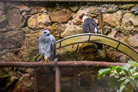 Gray hawk perched on a rusty metal bar inside a mountain zoo enclosure Stock Photos
