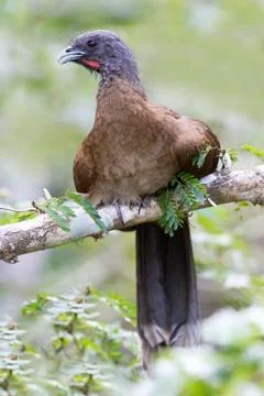 Gray-headed Chachalaca Perched in a Tree in Panama Stock Photos