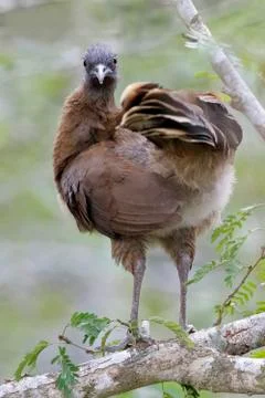 Gray-headed Chachalaca Perched in a Tree - Panama Stock Photos