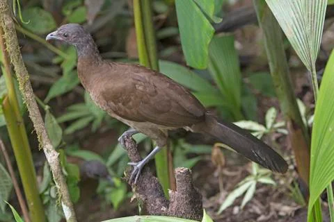 Gray headed Chachalaca in Tree Stockfoto's