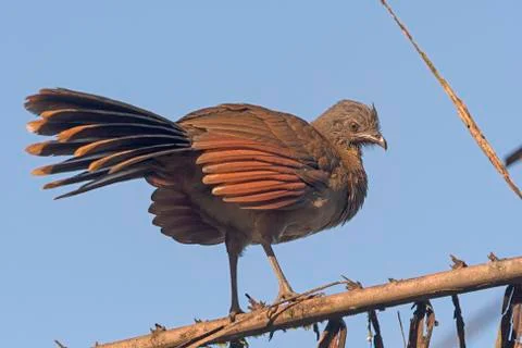 Gray headed Chachalaca in the Tropics 스톡 사진