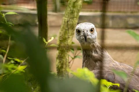 Gray-headed fish eagle behind the birdcage Stock Photos