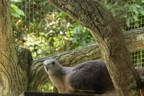 Gray-headed fish eagle head Stock Photos