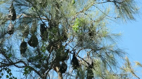 Gray-headed flying foxes 스톡 동영상 64823047