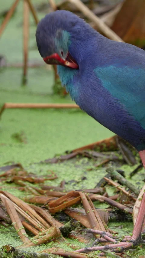 GRAY-HEADED SWAMPHEN Video stock 280791300