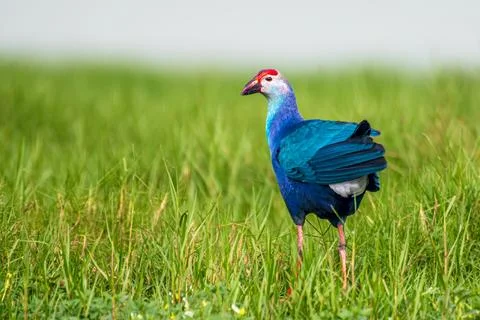 Gray headed Swamphen Stock Photos