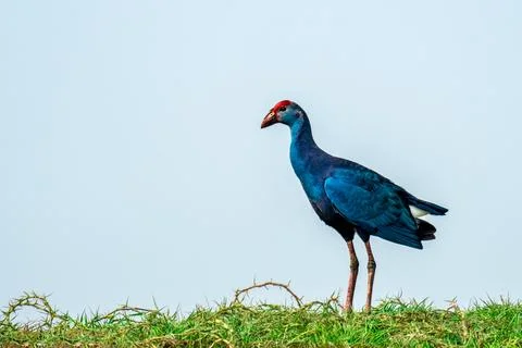 Gray headed Swamphen Foto stock