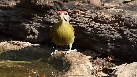 Gray-headed Woodpecker drinking 스톡 동영상 70794864
