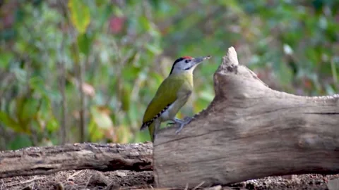Gray-headed Woodpecker on Grounded Forest Tree Trunk Stock Footage 311550580