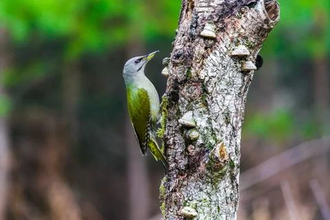 Gray-headed Woodpecker in a spring forest Stock Photos