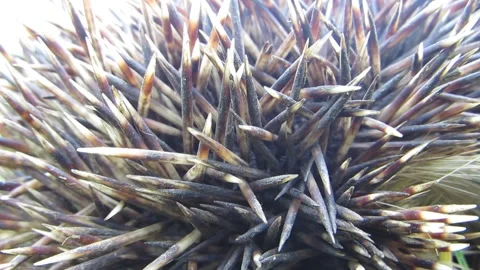 Gray hedgehog needles needles move hedgehog breathing close up Stock Footage 241943350
