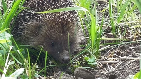 A gray hedgehog sits in the grass and sniffs something with its small snout Stock Footage 242844077