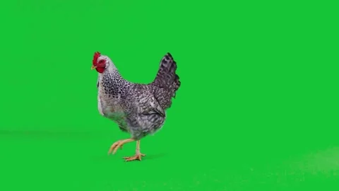 Gray hen appears on a green screen, runs and leaves the screen, slow motion Stock Footage 150206527