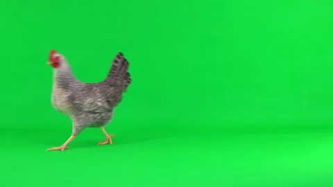 Gray hen appears on a green screen, runs and leaves the screen Stock Footage 150206528