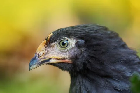Gray  hen on a blurry background. Gray  hen close on farm. Close up of chicke 写真素材