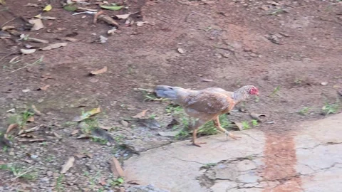 Gray hen foraging in a dirt yard. Vidéo 307421439
