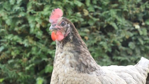 A gray hen is looking something Stock Footage 90773562