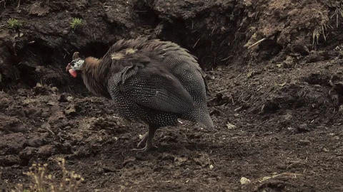 Gray hen with tuffs (slow motion) Stock Footage 128661501