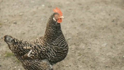 A gray hen walks around the yard looking for food Stock Footage 130982707