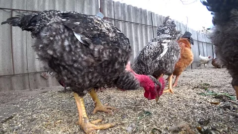 Gray hens walk around the yard and eat, farming. Animal husbandry. Vídeos de archivo 246528096