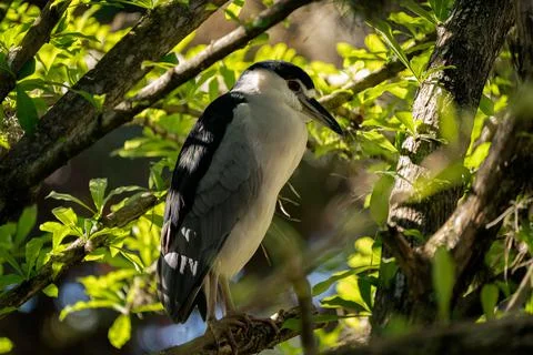 Gray heron also known as Guaco Manglero or chicuaco enmascarado Bird. Stock Photos