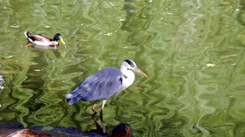 Gray heron and ducks in a pond Stock Footage 46189828