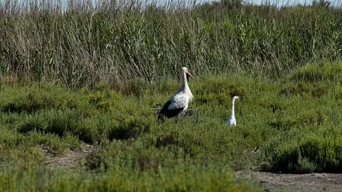 Gray heron and two ibis take off in 4k Stock Footage 95086012