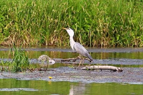 Gray heron (Ardea cinerea) eats fish on the river Foto stock