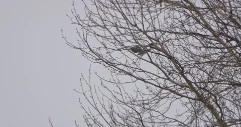 Gray Heron Ardea Cinerea in flight in slow motion Video stock 297013565