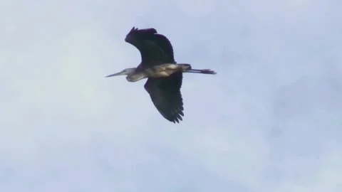 Gray Heron (Ardea cinerea) Flying Stock Footage 282824752