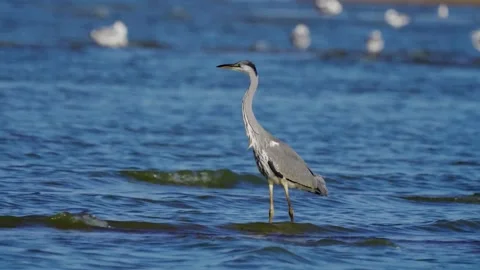 Gray Heron ( Ardea cinerea ) Stock Footage 282694732