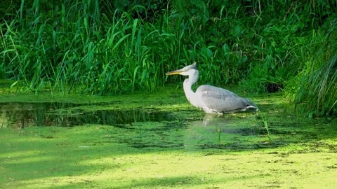 Gray Heron (Ardea cinerea) Stock Footage 282696463