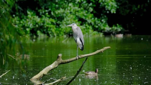 Gray Heron (Ardea cinerea) Stock Footage 282698624