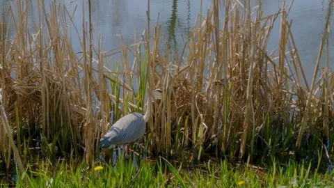 Gray Heron (Ardea cinerea) Stock Footage 282716174