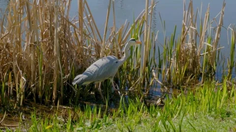 Gray Heron (Ardea cinerea) Stock Footage 282716466